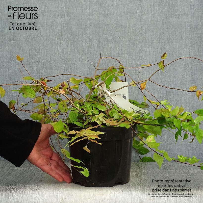 Esemplare di Kolkwitzia amabilis Maradco Vaso da 3L/4L come consegnato in autunno