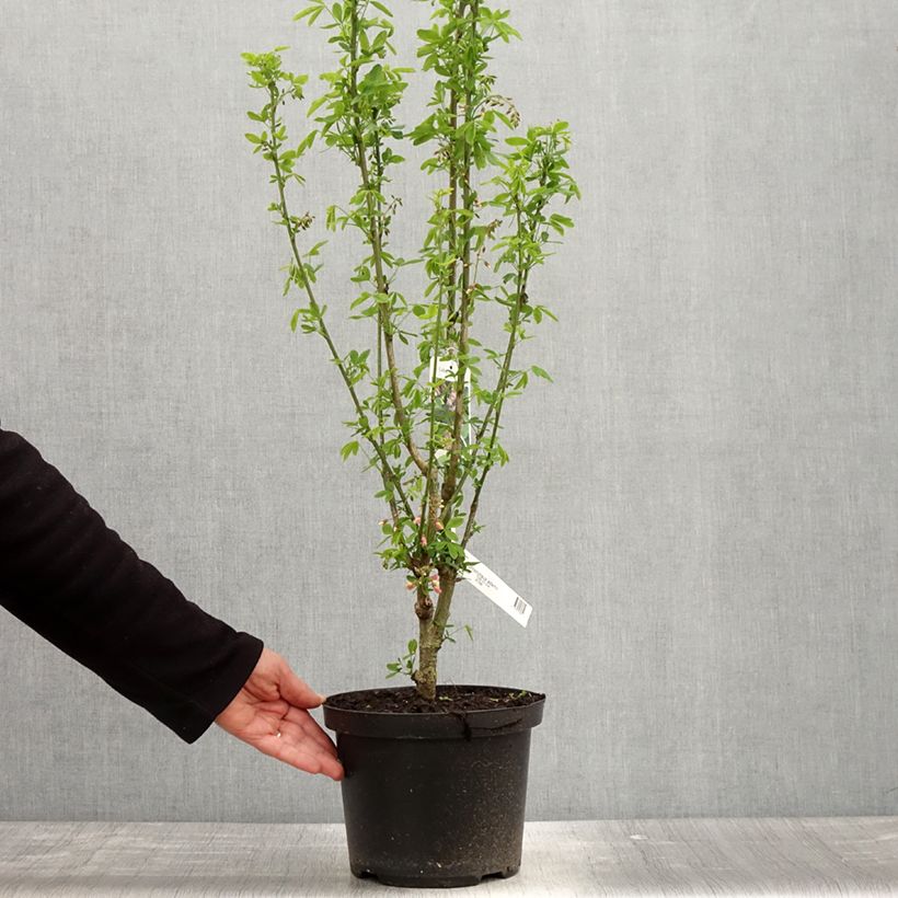 Laburnocytisus adamii Vaso da 4L/5L esemplare consegnato in primavera
