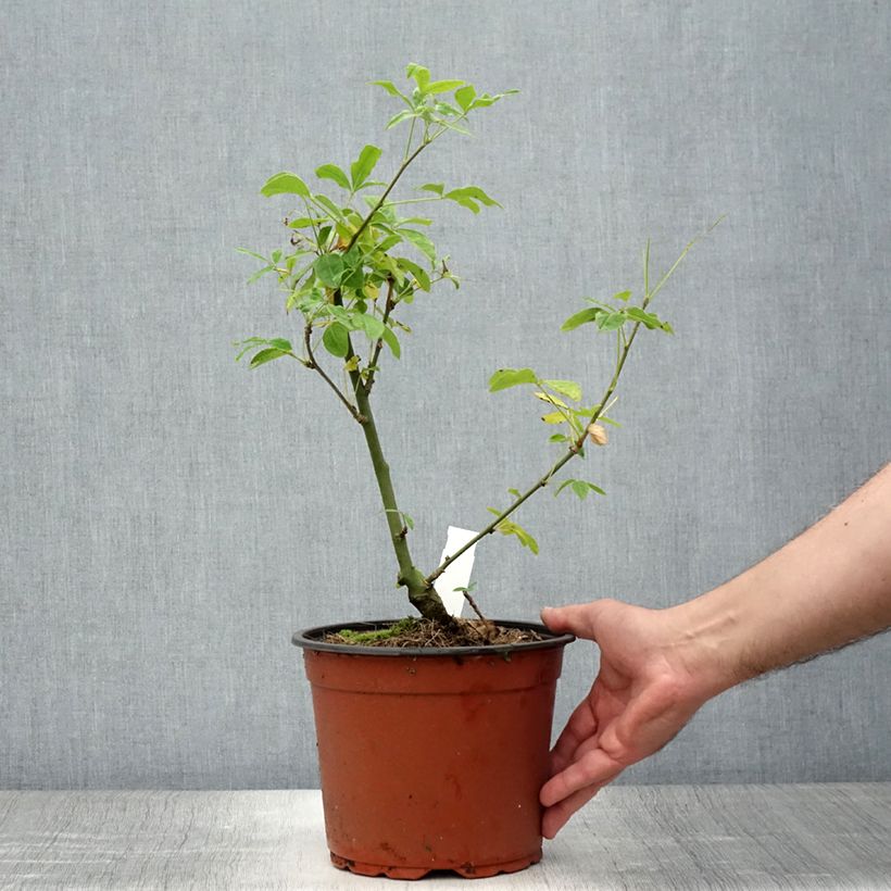 Esemplare di Laburnum watereri Vossii - Maggiociondolo Vaso da 3L/4L consegnato in estate