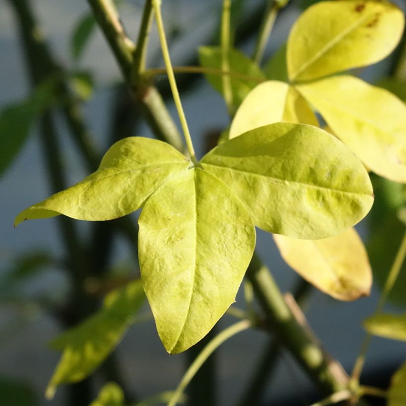 Laburnum watereri Vossii - Maggiociondolo (Fogliame)