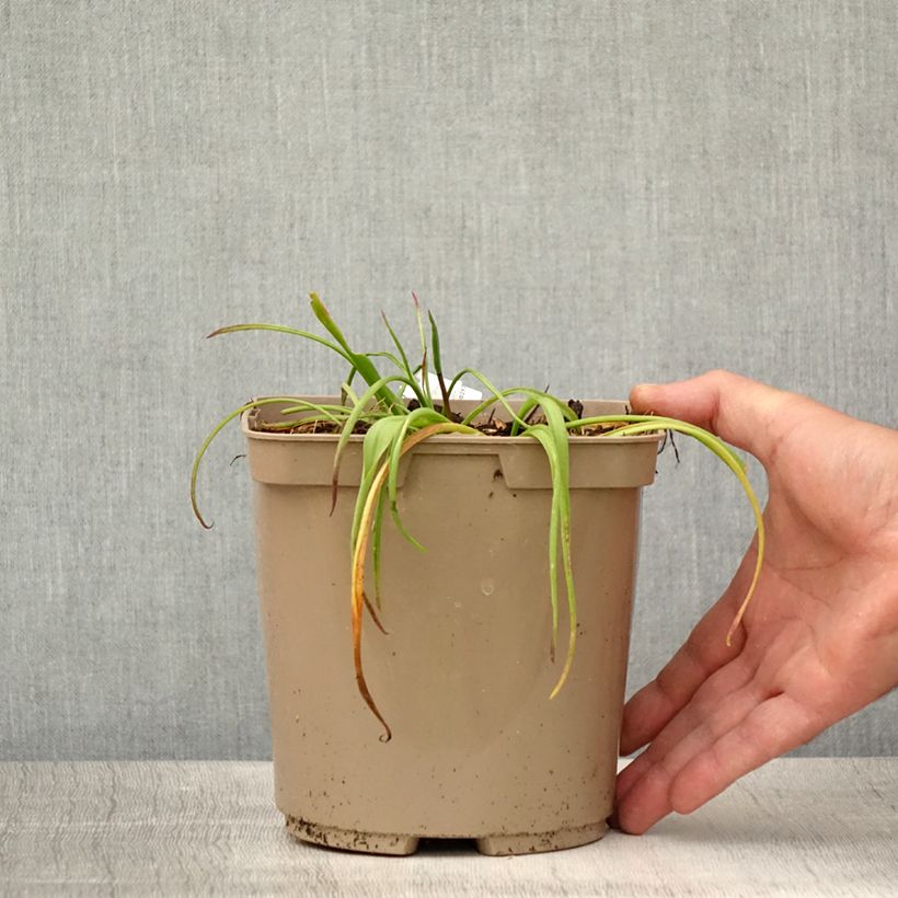 Esemplare di Lachenalia African Beauty Namakwa Vaso da 2L/3L consegnato in estate