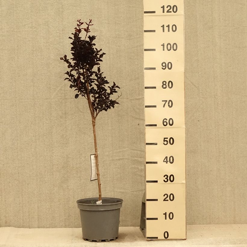 Esemplare di Lagerstroemia Black Diamond Lavender Lace - Mirto crespo Vaso da 7,5L/10L consegnato in estate