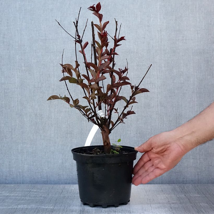 Esemplare di Lagerstroemia Black Solitaire Purely Purple - Mirto crespo Vaso da 3L/4L consegnato in estate