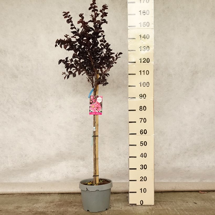 Esemplare di Lagerstroemia Black Solitaire Shell Pink - Mirto crespo Vaso da 7,5L/10L consegnato in estate