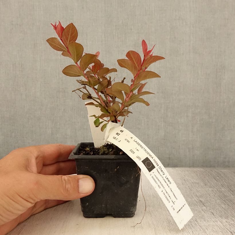 Esemplare di Lagerstroemia Cherry - Mirto crespo Vasetto da 8/9 cm consegnato in estate