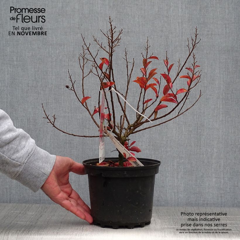 Esemplare di Lagerstroemia Play It Again Double Feature - Mirto crespo Vaso da 2L/3L come consegnato in autunno