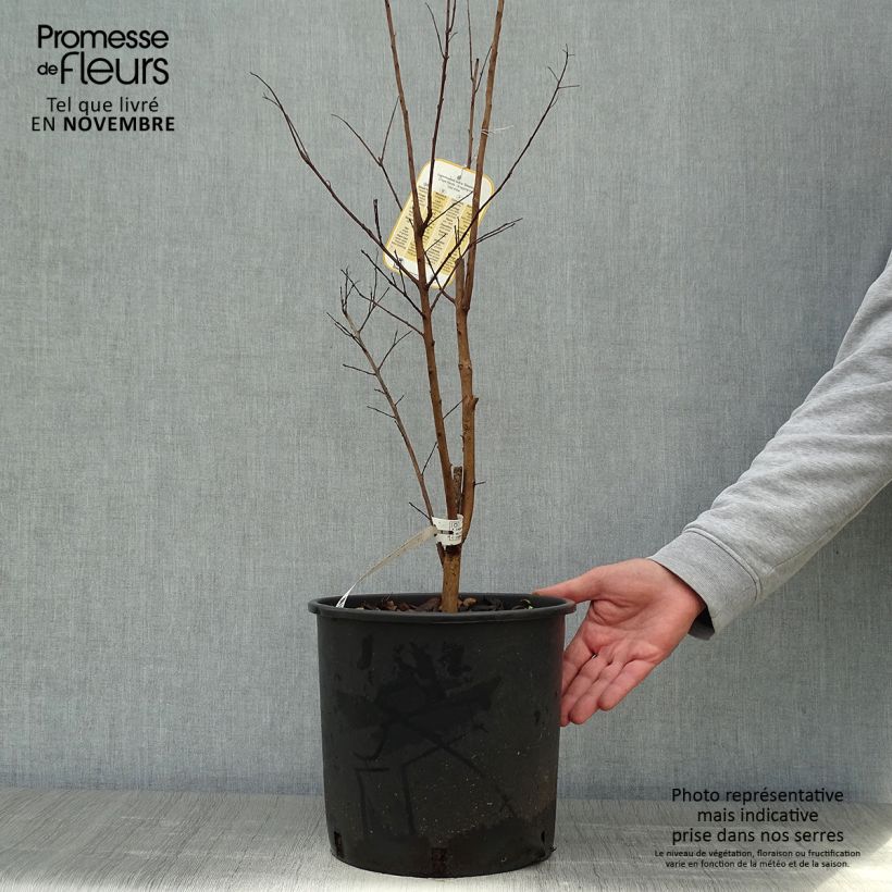 Esemplare di Lagerstroemia Dynamite - Mirto crespo Vaso da 7,5L/10L come consegnato in autunno