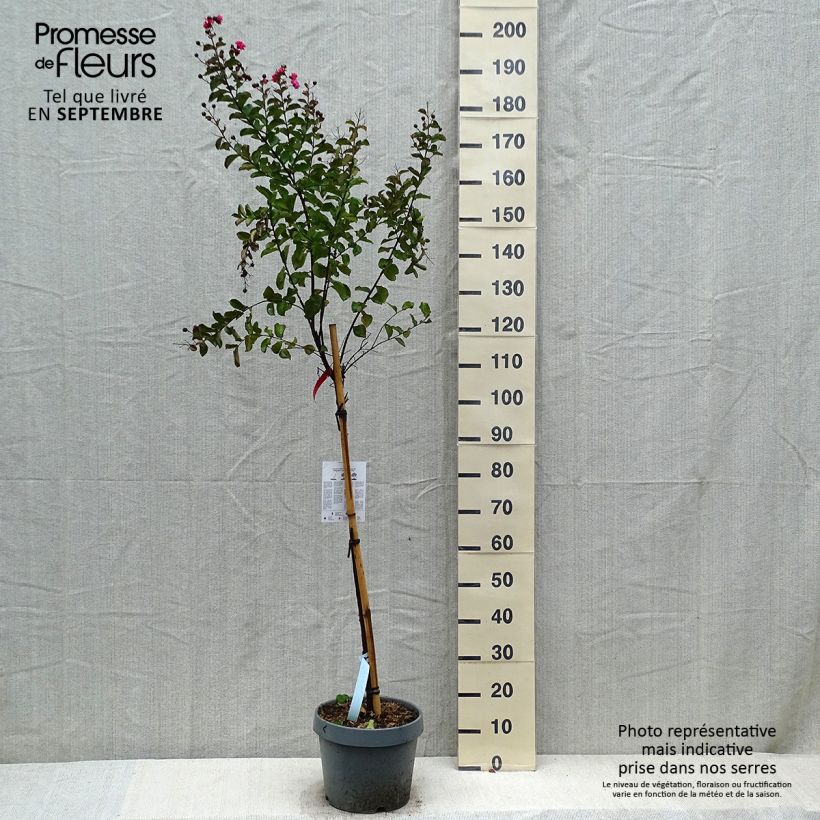 Esemplare di Lagerstroemia Dynamite - Mirto crespo Vaso da 7,5L/10L come consegnato in autunno
