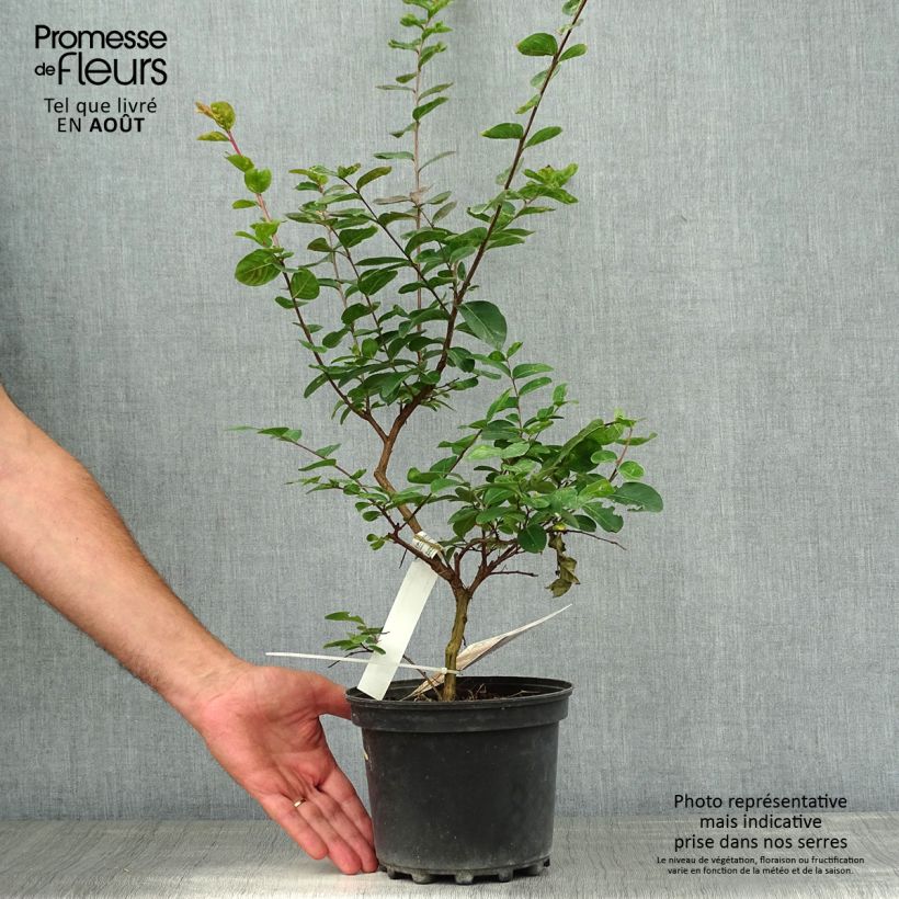 Esemplare di Lagerstroemia Jacqueline Desmartis - Mirto crespo Vaso da 3L/4L consegnato in estate