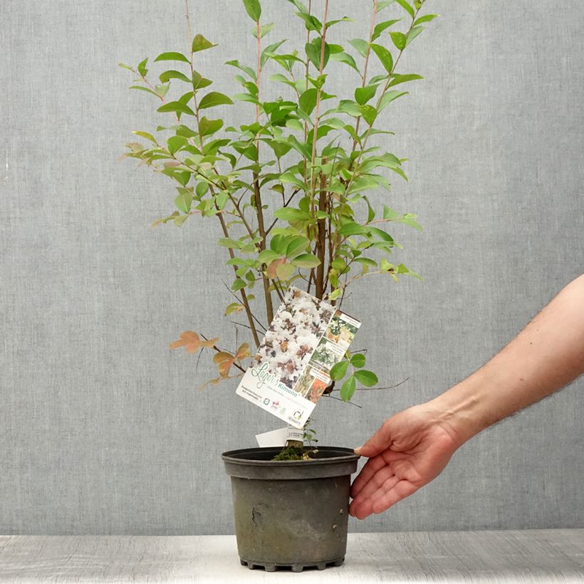 Esemplare di Lagerstroemia Kimono - Mirto crespo Vaso da 3L/4L consegnato in estate