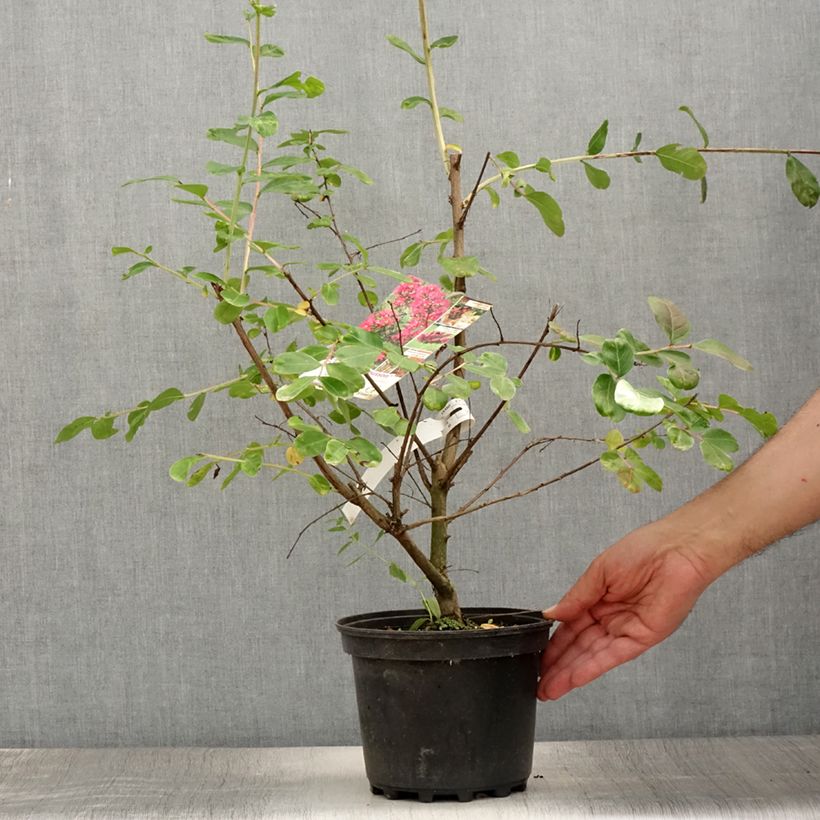 Esemplare di Lagerstroemia La Mousson - Mirto crespo Vaso da 3L/4LAltezza consegnata circa 20/30cm consegnato in estate
