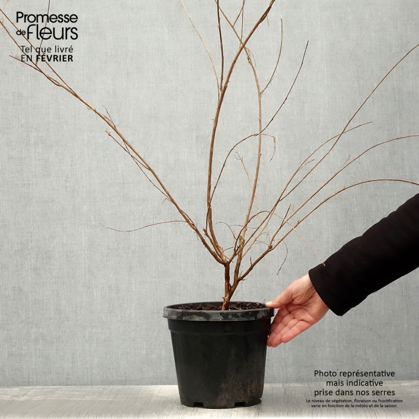 Lagerstroemia Nivea - Mirto crespo Vaso da 6L/7L esemplare consegnato in inverno