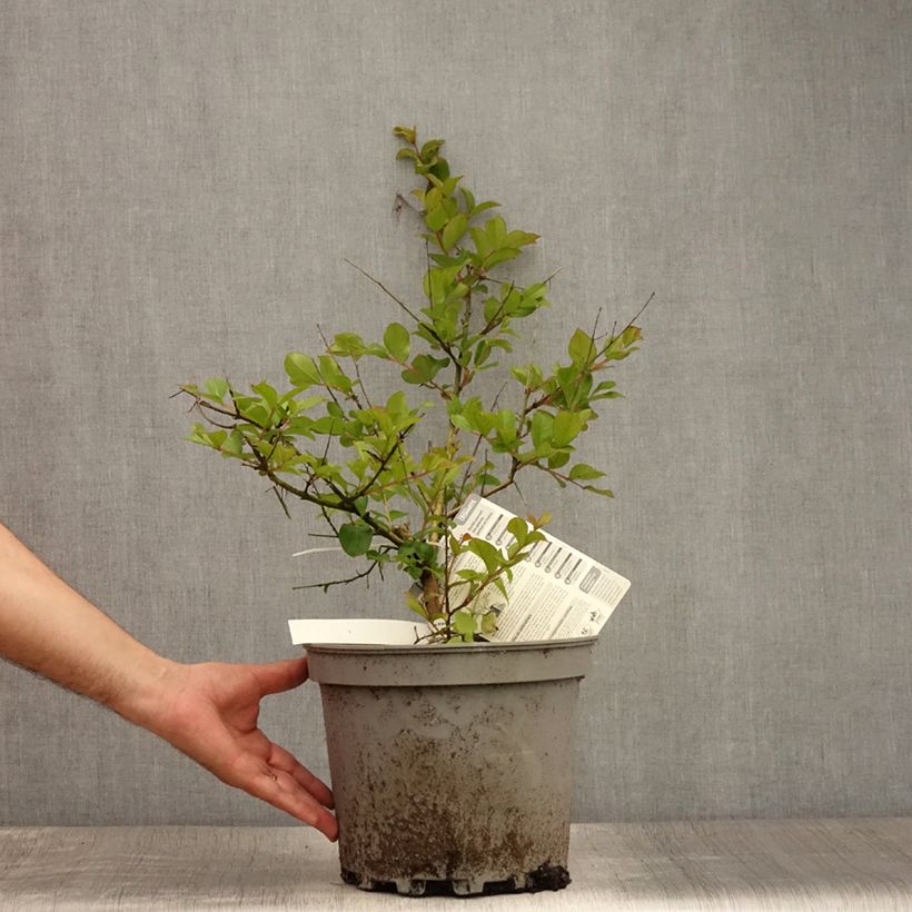Esemplare di Lagerstroemia Pecharmant - Mirto crespo Vaso da 7,5L/10L consegnato in estate
