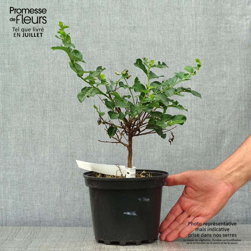 Esemplare di Lagerstroemia Petite Canaille mauve - Mirto crespo Vaso da 3L/4L consegnato in estate