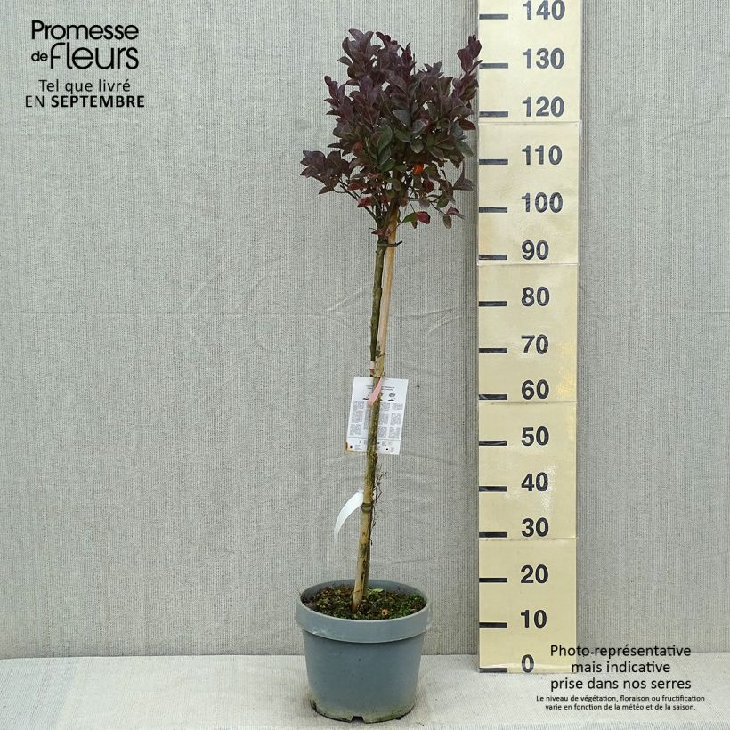 Esemplare di Lagerstroemia Pink Velours - Mirto crespo Vaso da 7,5L/10L consegnato in estate