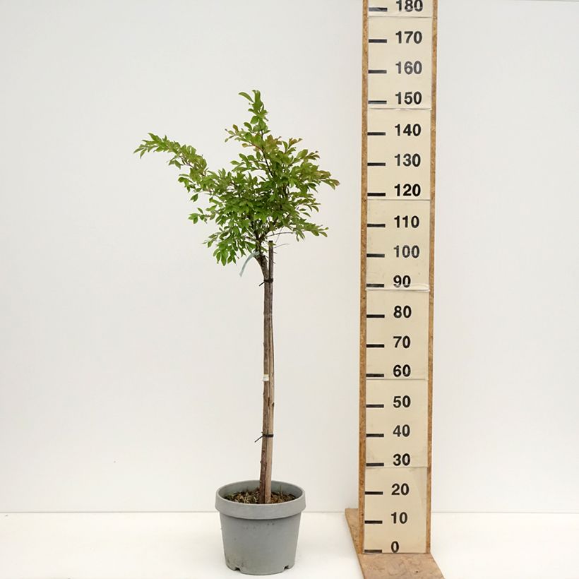 Lagerstroemia Pixie White - Mirto crespo Vaso da 7,5L/10L esemplare consegnato in primavera