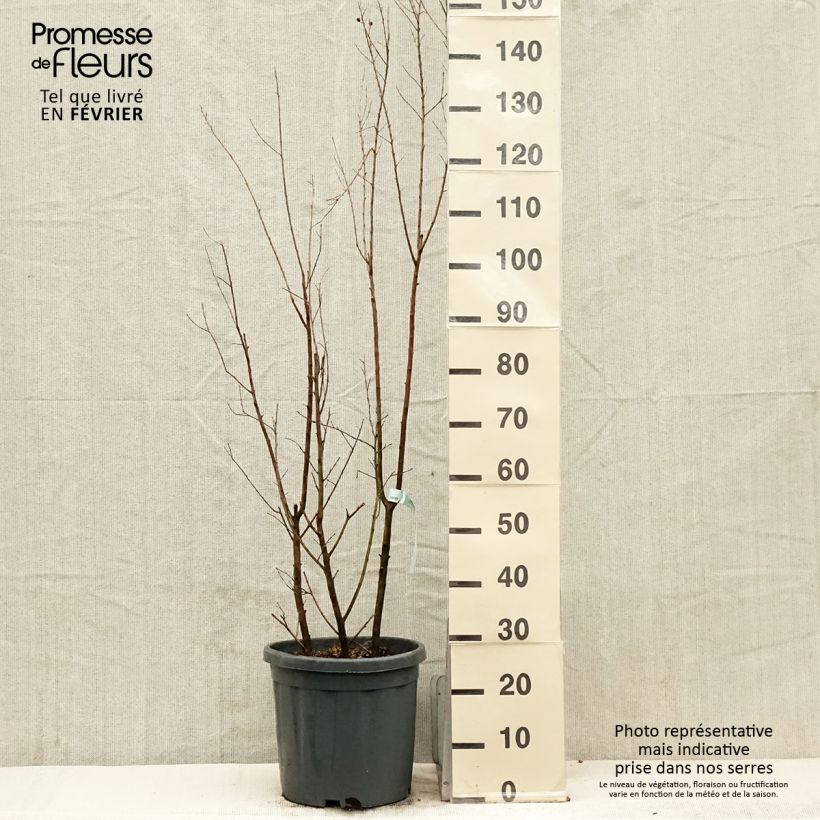Lagerstroemia Summer Charm Tonto - Mirto crespo Vaso da 12L/15L esemplare consegnato in inverno