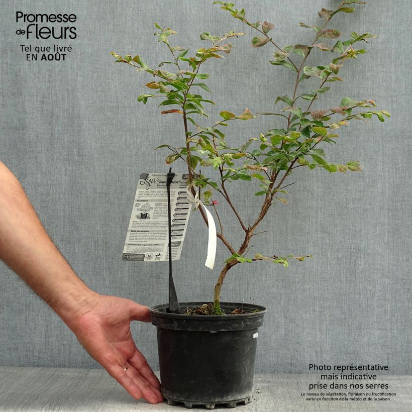 Esemplare di Lagerstroemia Terre Chinoise - Mirto crespo Vaso da 3L/4L consegnato in estate