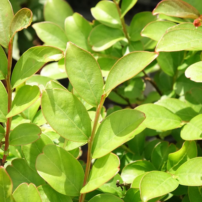 Lagerstroemia Terre Chinoise - Mirto crespo (Fogliame)