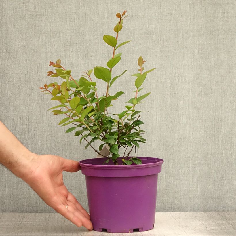 Esemplare di Lagerstroemia Violet d'Ete indyvio - Mirto crespo Vaso da 3L/4L consegnato in estate