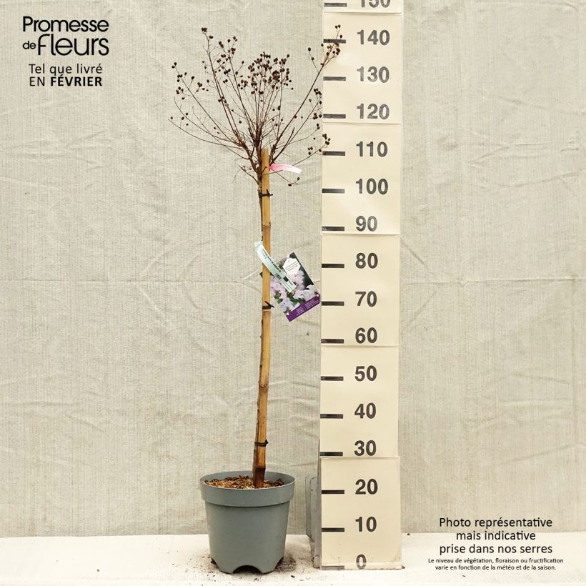 Lagerstroemia With Love Babe - Mirto crespo Vaso da 7,5L/10L esemplare consegnato in inverno