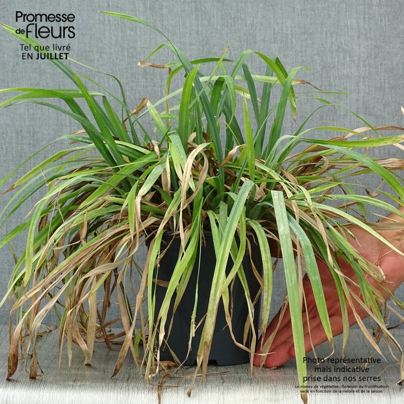 Esemplare di Carex laxiculmis Bunny Blue Vaso da 2L/3L consegnato in estate