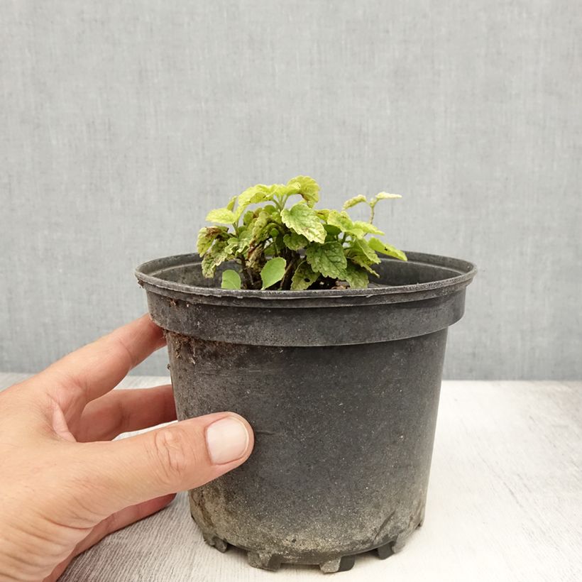 Esemplare di Lamium galeobdolon Florentinum Vaso da 2L/3L consegnato in estate
