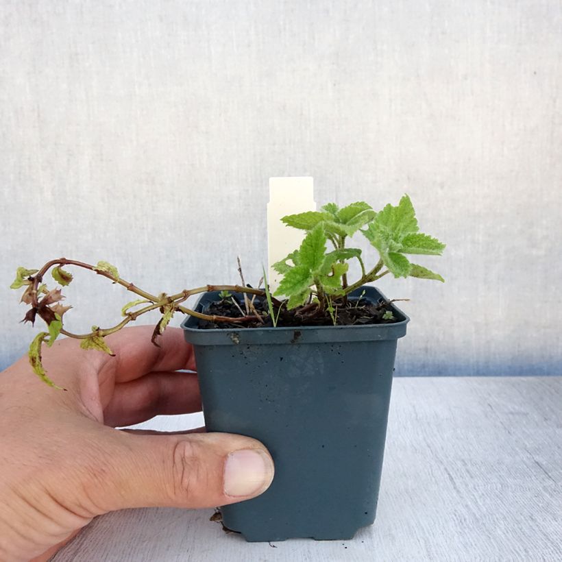Esemplare di Lamium galeobdolon Kirkcudbright Dwarf Vasetto da 8/9 cm consegnato in estate