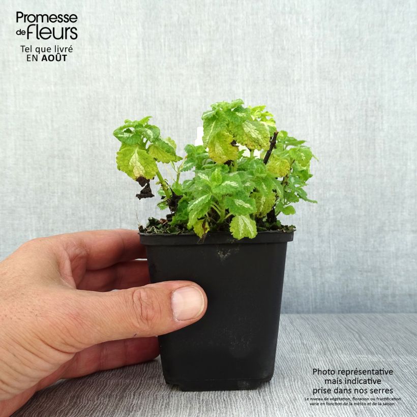 Esemplare di Lamium maculatum Album Vasetto da 8/9 cm consegnato in estate