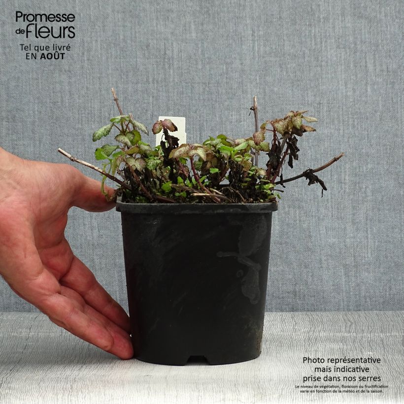 Esemplare di Lamium maculatum Purple Dragon Vaso da 1,5L/2L consegnato in estate
