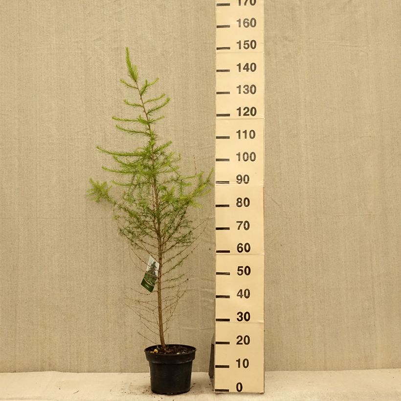 Esemplare di Larix decidua - Larice comune Vaso da 4L/5L consegnato in estate