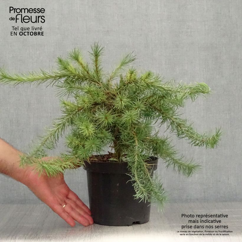 Esemplare di Larix kaempferi Blue Dwarf Vaso da 2L/3L come consegnato in autunno