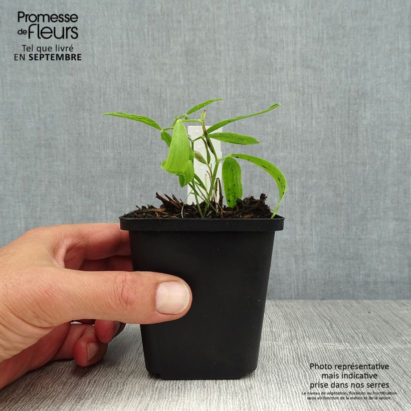 Esemplare di Lathyrus latifolius Red Pearl Vasetto da 8/9 cm consegnato in estate