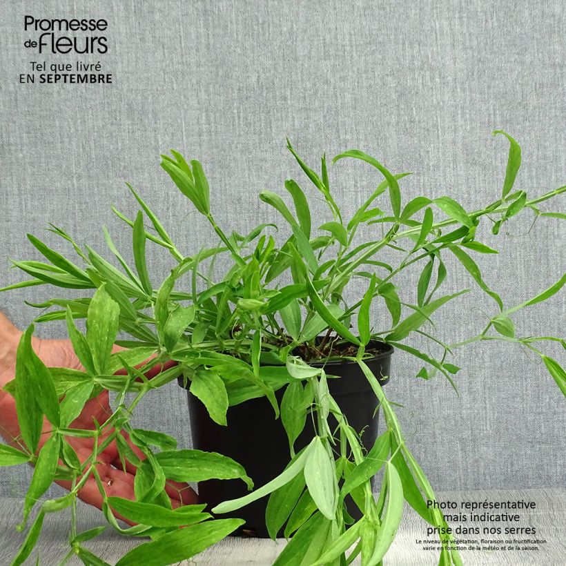 Esemplare di Lathyrus latifolius White Pearl Vaso da 2L/3L consegnato in estate