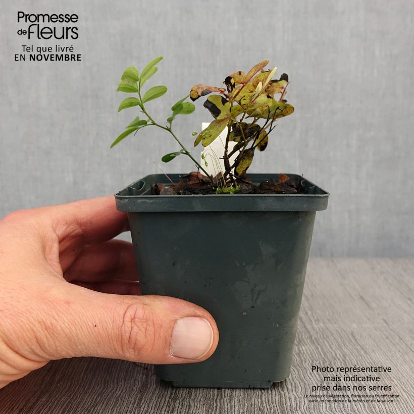 Esemplare di Lathyrus niger - Cicerchia nera Vasetto da 8/9 cm come consegnato in autunno