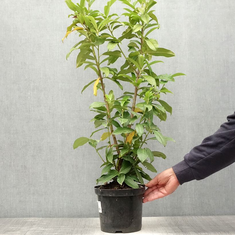 Esemplare di Lauroceraso Genolia Vaso da 3L/4LAltezza consegnata circa 40/60cm consegnato in estate