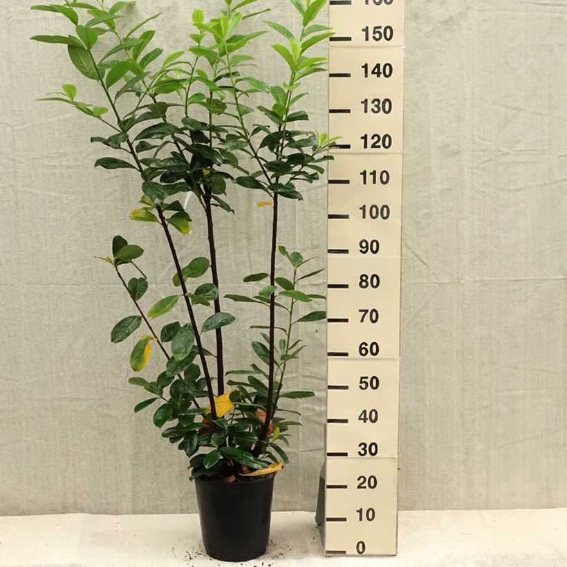 Esemplare di Lauroceraso Caucasica Vaso da 7,5L/10L consegnato in estate
