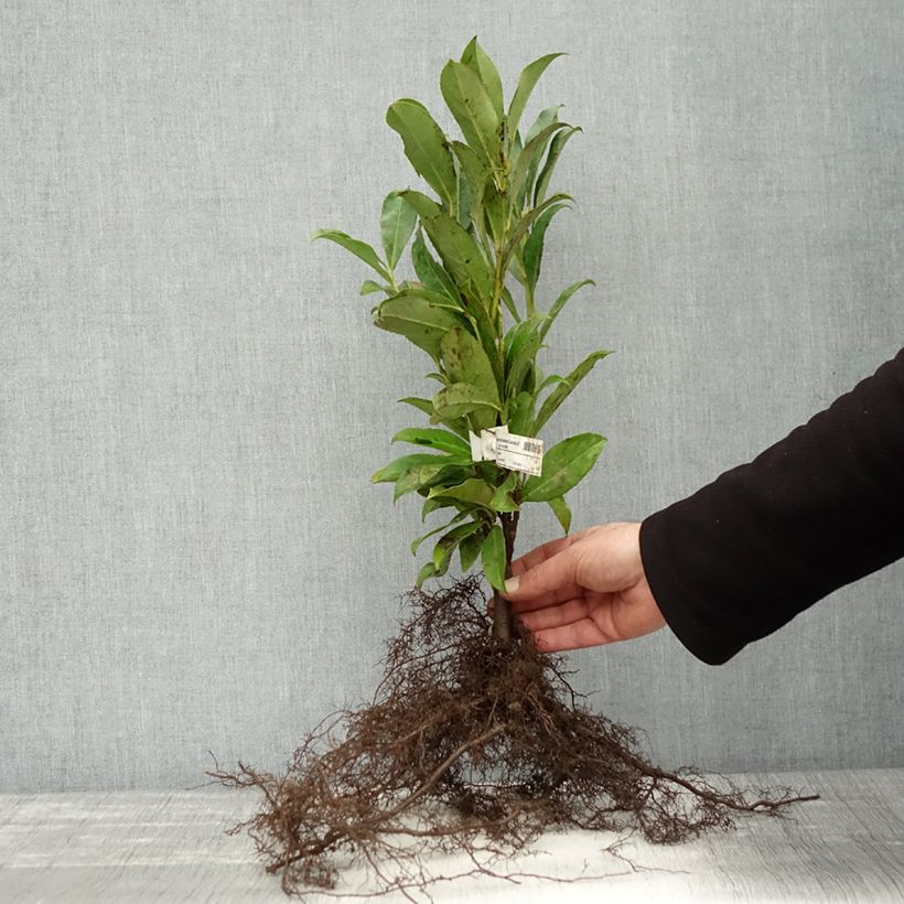Lauroceraso Caucasica Piante piccole a radice nudaAltezza consegnata circa 80cm esemplare consegnato in inverno