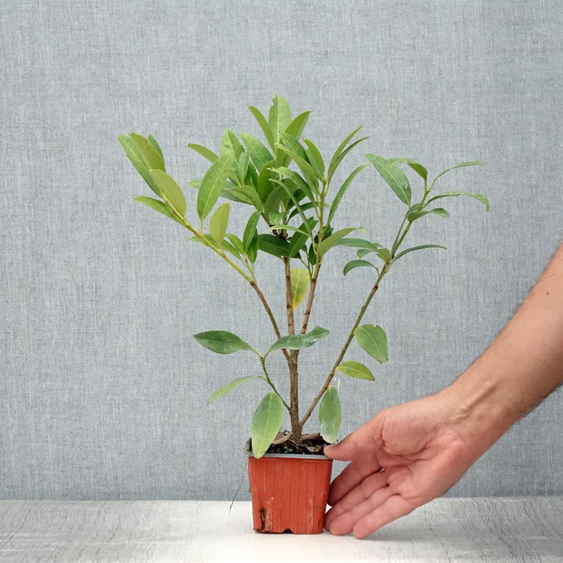 Esemplare di Lauroceraso Herbergii Vasetto da 8/9 cm consegnato in estate
