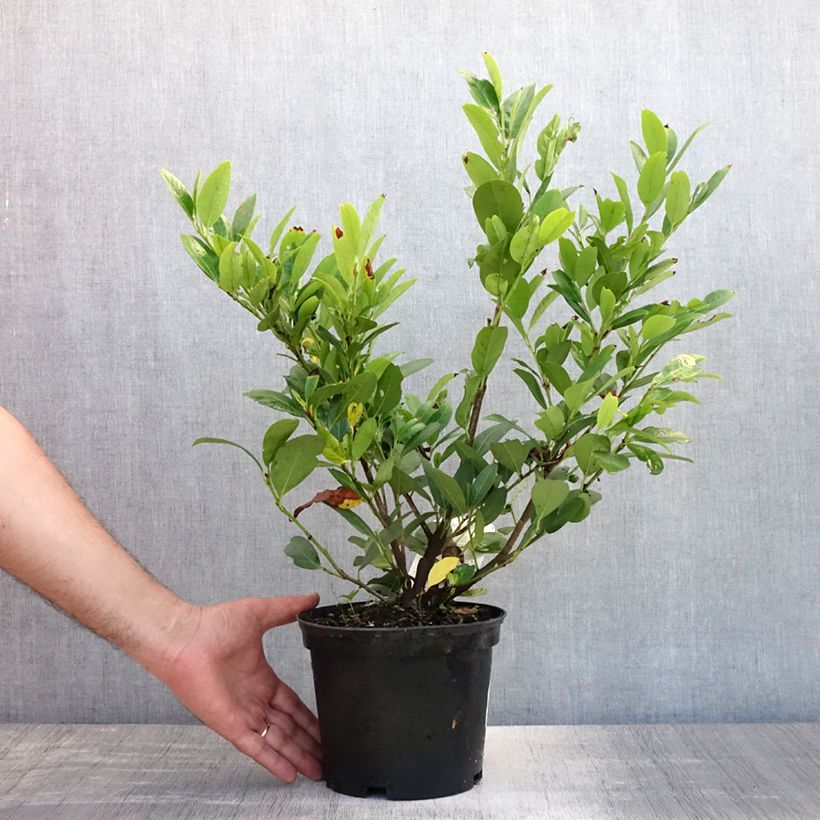 Esemplare di Lauroceraso Mano Vaso da 2L/3L consegnato in estate