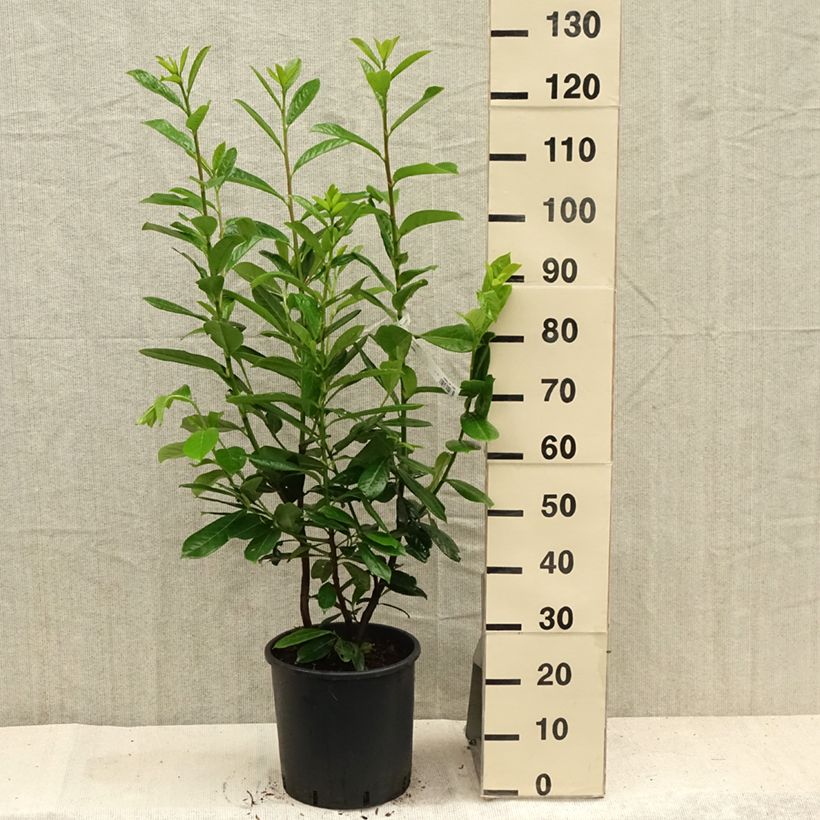 Esemplare di Lauroceraso Novita Vaso da 7,5L/10L consegnato in estate
