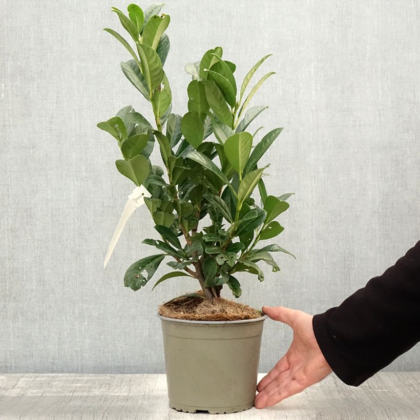 Esemplare di Lauroceraso Obelisk Vaso da 2L/3L come consegnato in autunno