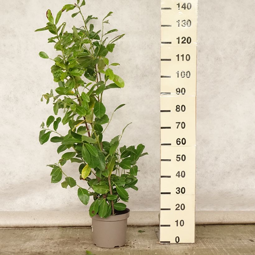 Esemplare di Lauroceraso Rotundifolia Vaso da 7,5L/10L consegnato in estate