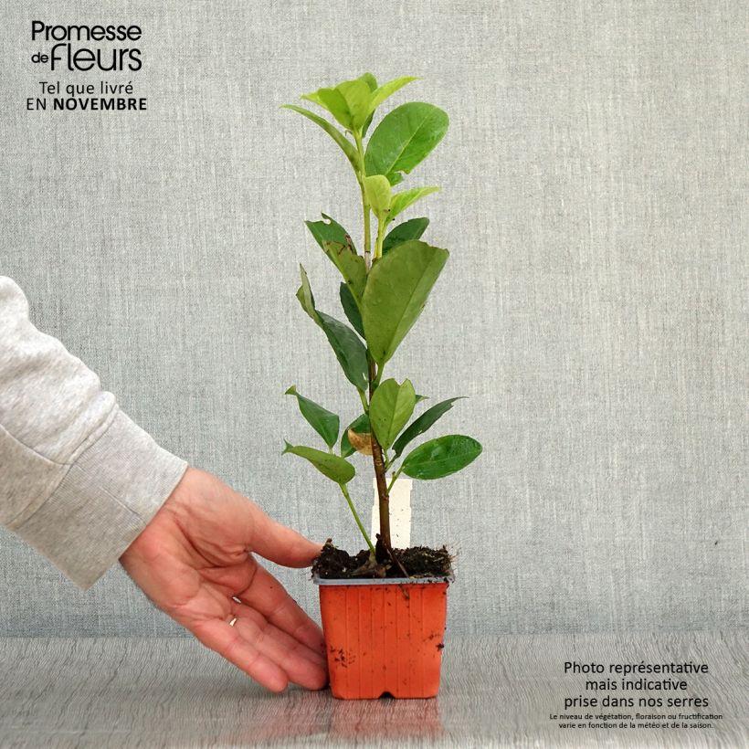 Esemplare di Lauroceraso Rotundifolia Vasetto da 8/9 cm come consegnato in autunno