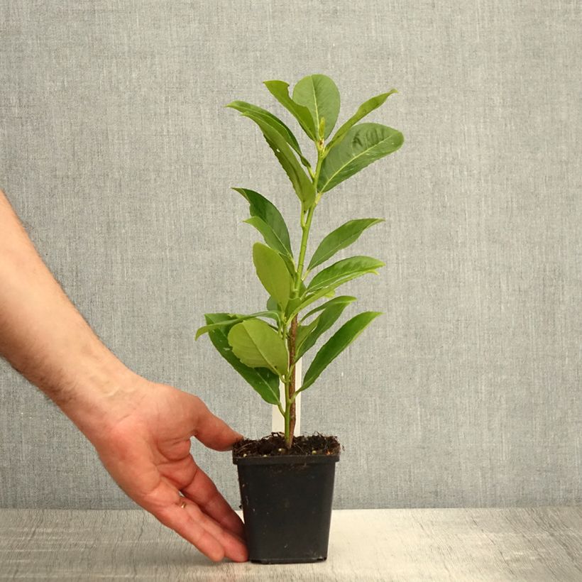 Lauroceraso Rotundifolia Vasetto da 8/9 cm esemplare consegnato in primavera