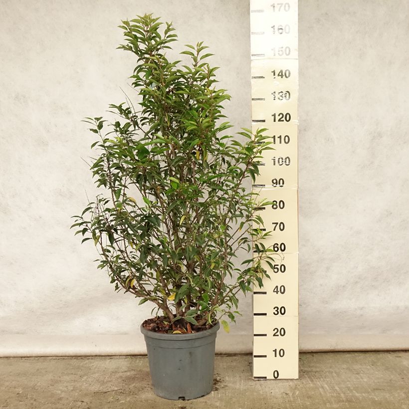Esemplare di Prunus lusitanica - Lauro del Portogallo Vaso da 7,5L/10L consegnato in estate