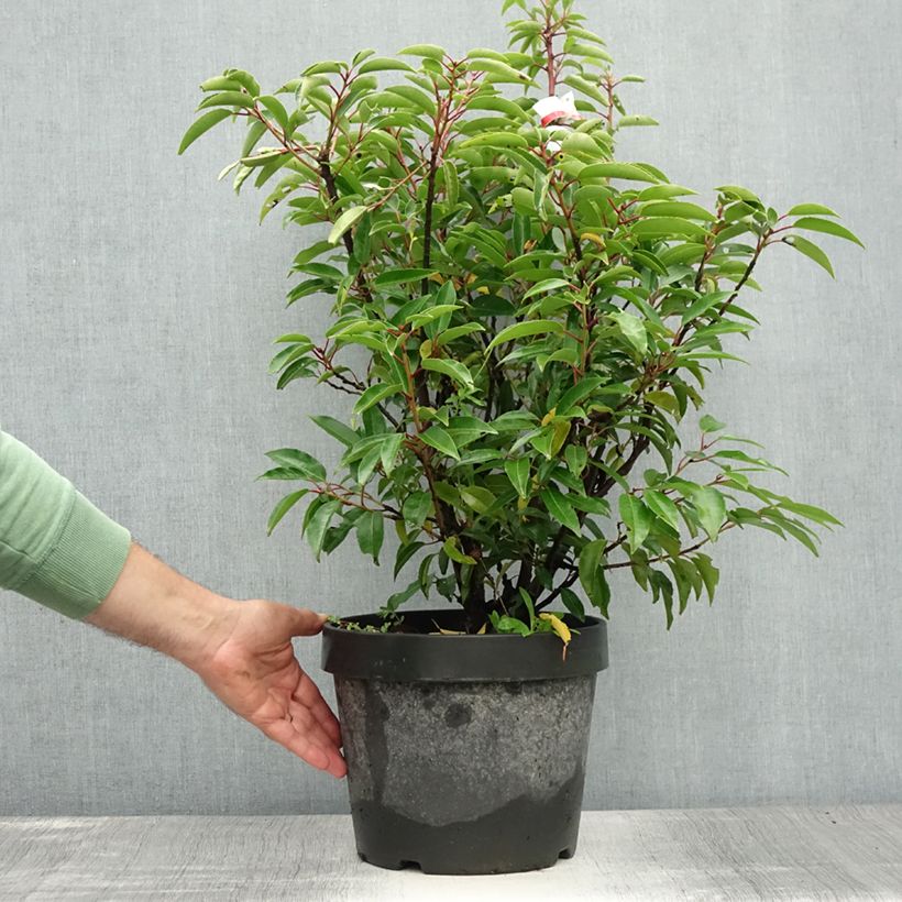 Esemplare di Prunus lusitanica Angustifolia - Lauro del Portogallo Vaso da 7,5L/10L consegnato in estate