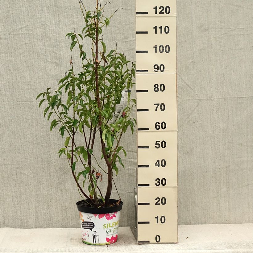 Esemplare di Prunus lusitanica Myrtifolia - Lauro del Portogallo Vaso da 6L/7L consegnato in estate