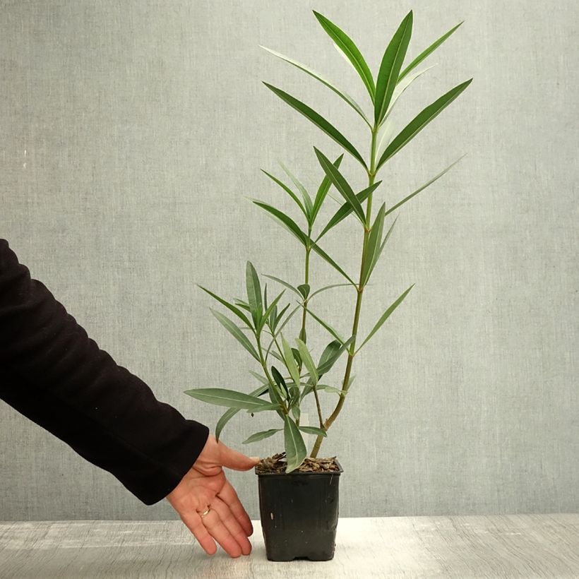 Esemplare di Nerium oleander Commandant Barthélemy - Oleandro Vaso da Ø 10 cm/11 cm come consegnato in autunno