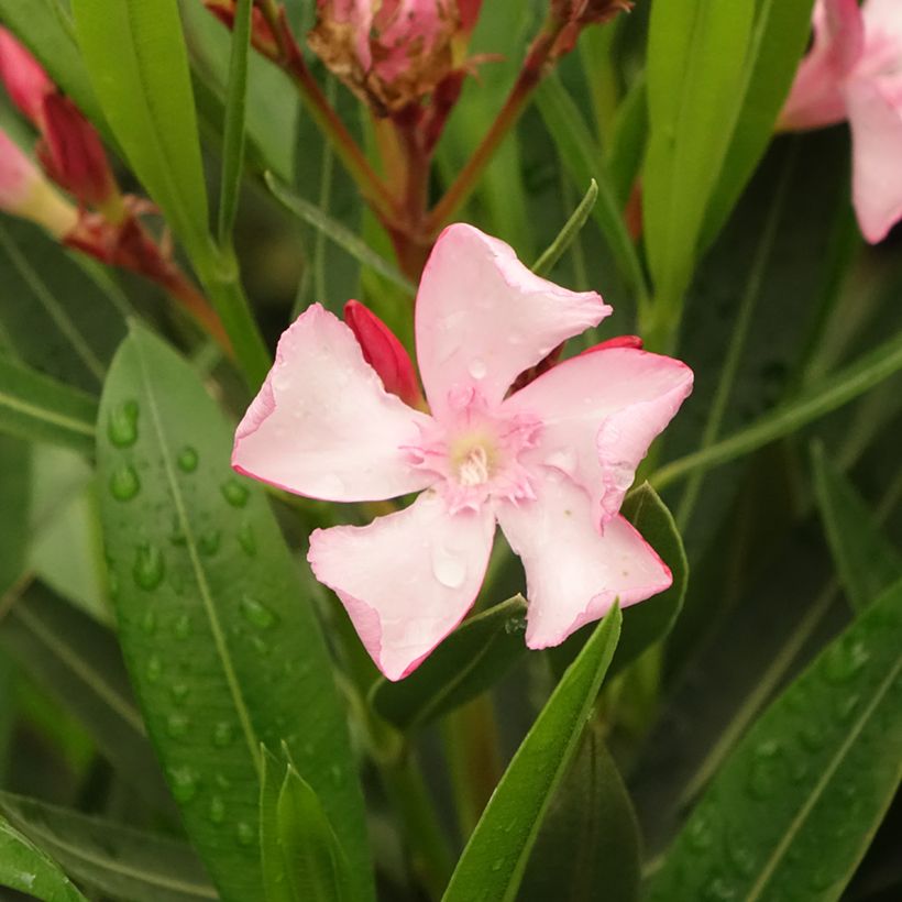 Nerium oleander Emilie - Oleandro (Fioritura)